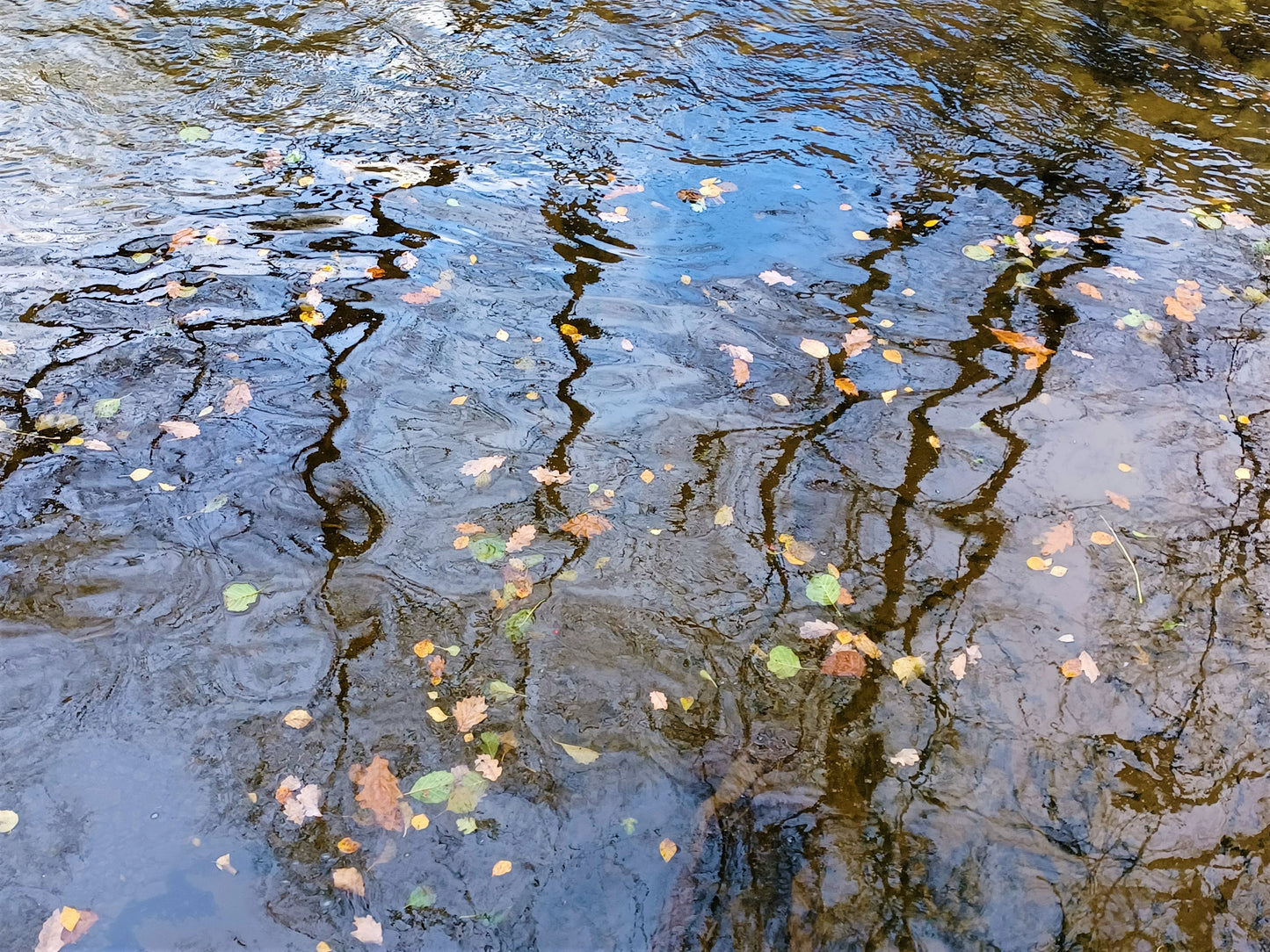Leaves on water
