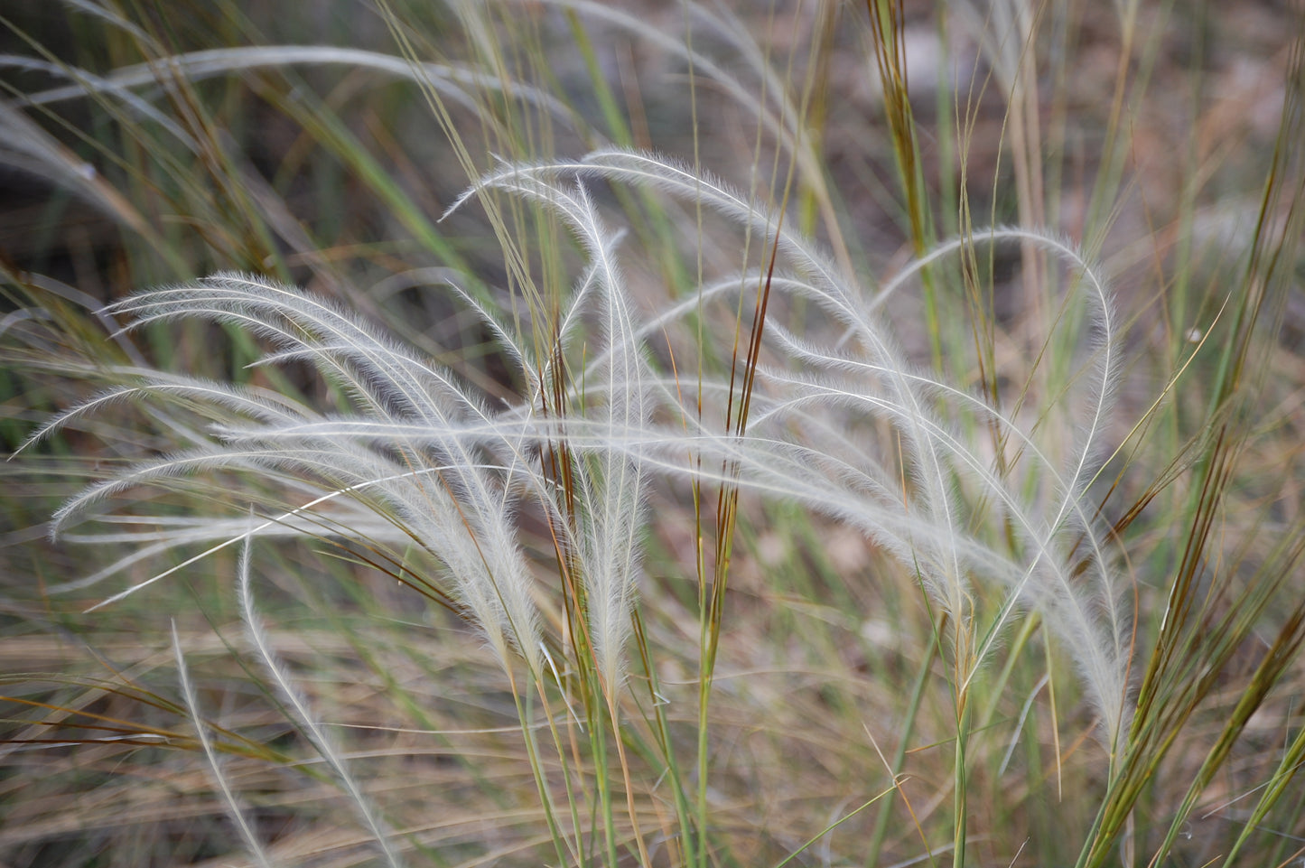 Grasses