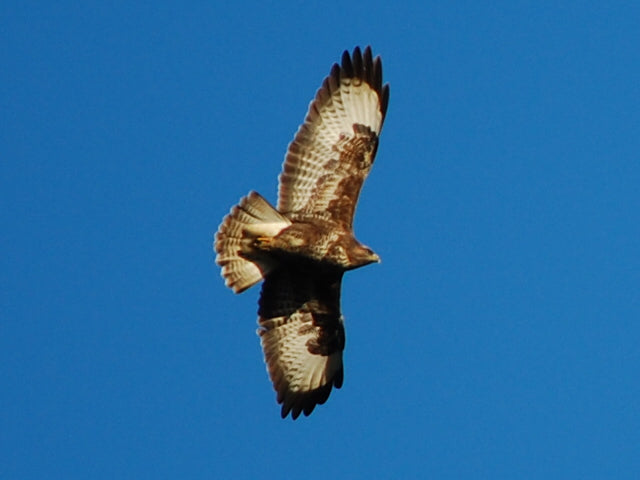 Buzzard