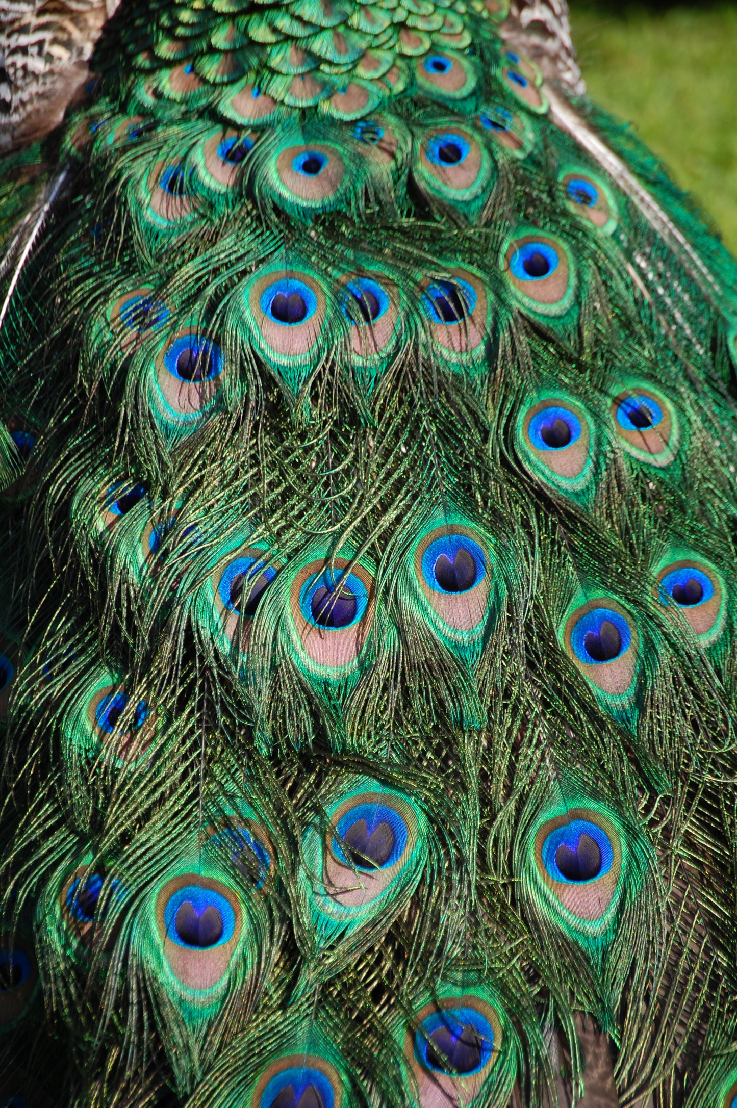 Peacock tail