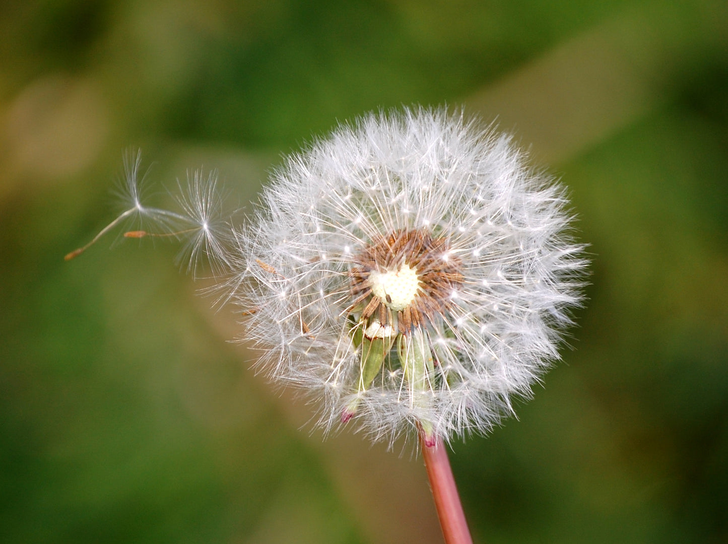 Dandelion #3