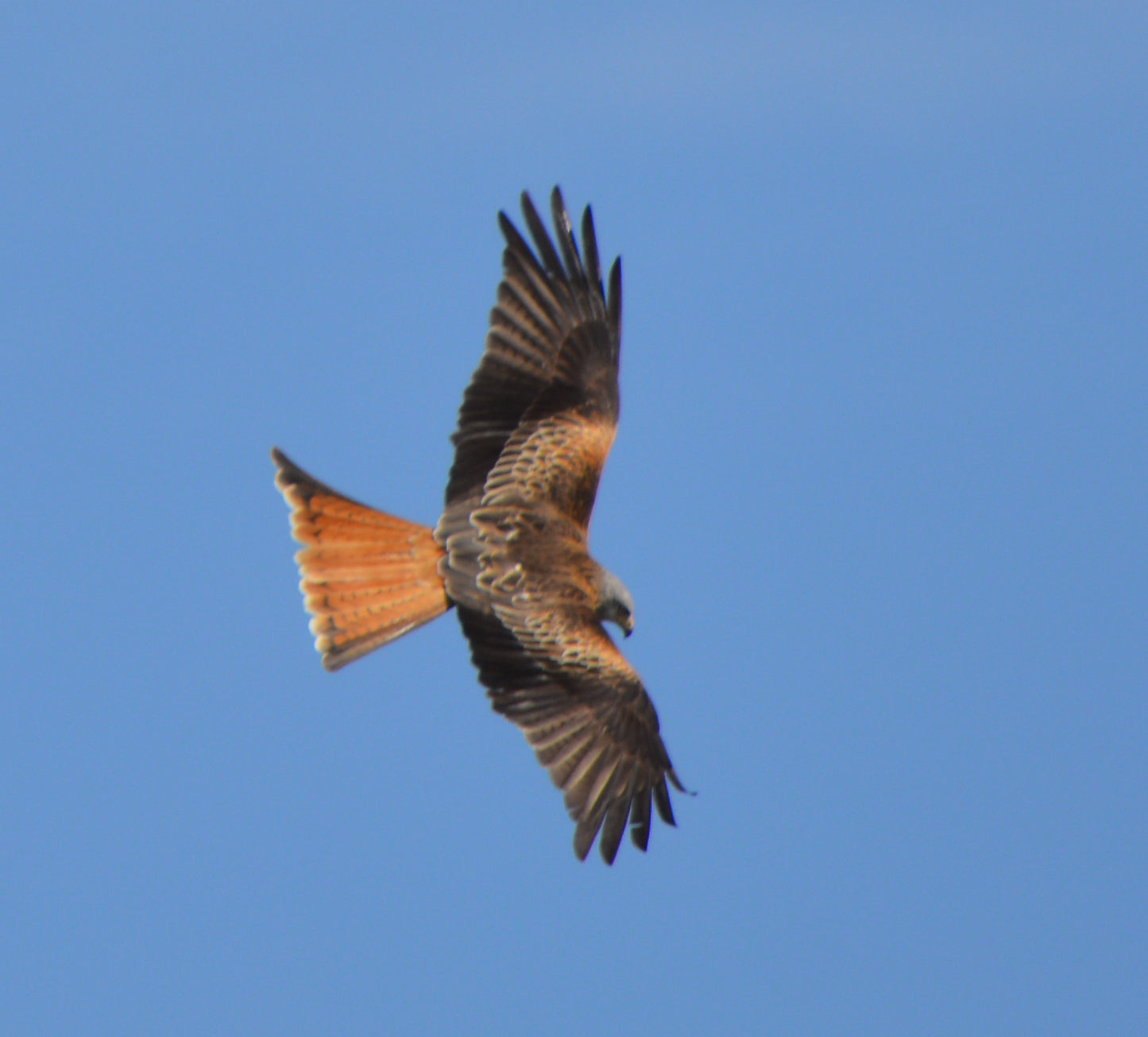 Red Kite #2