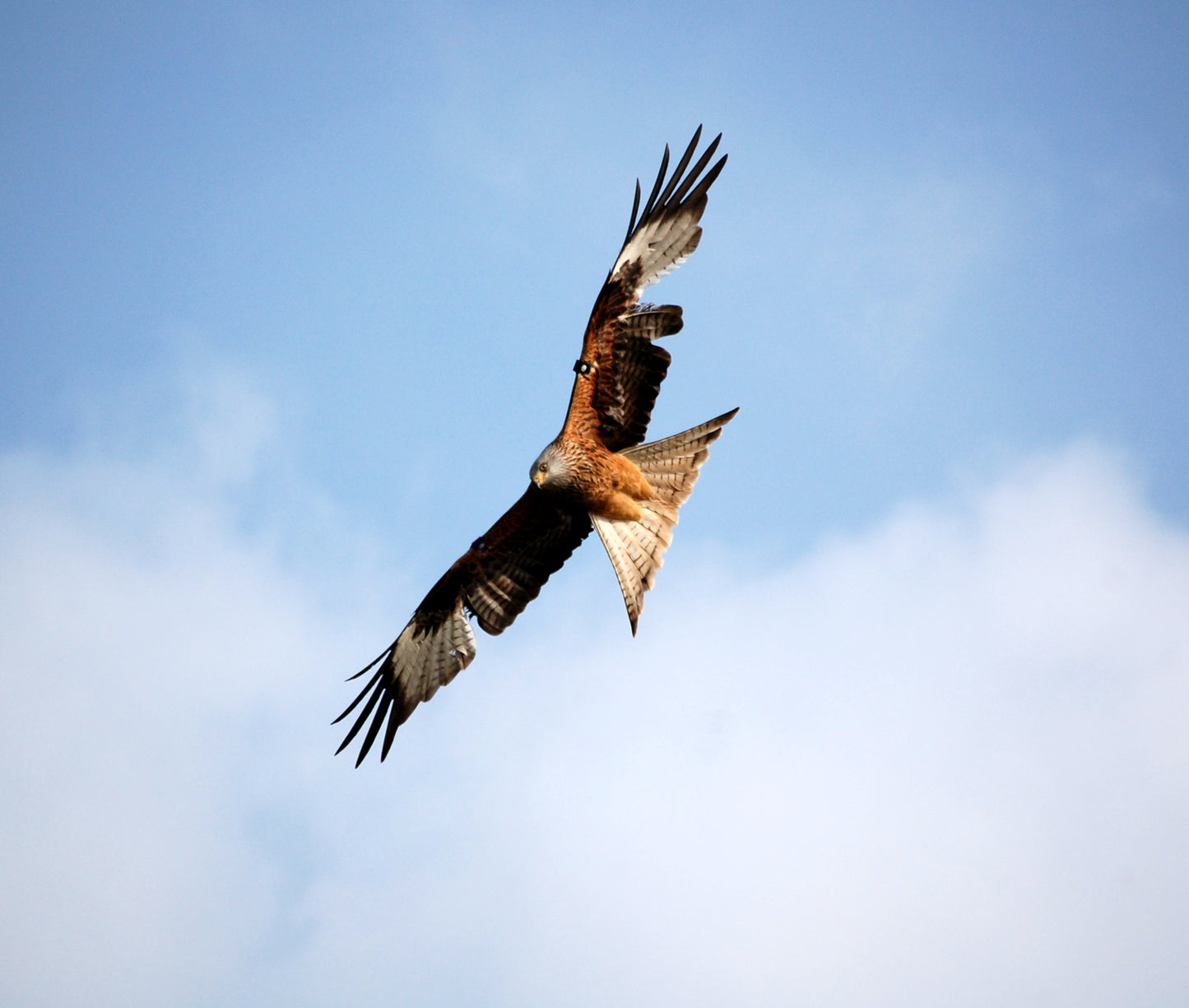 Red Kite #1