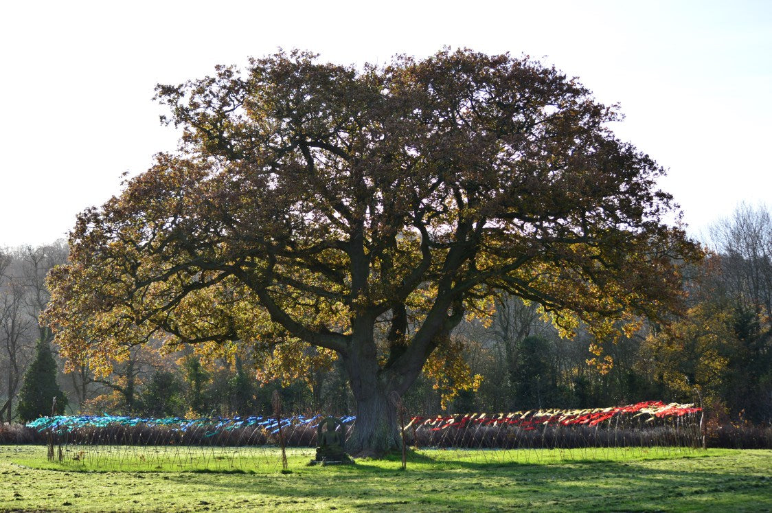 Oak Tree