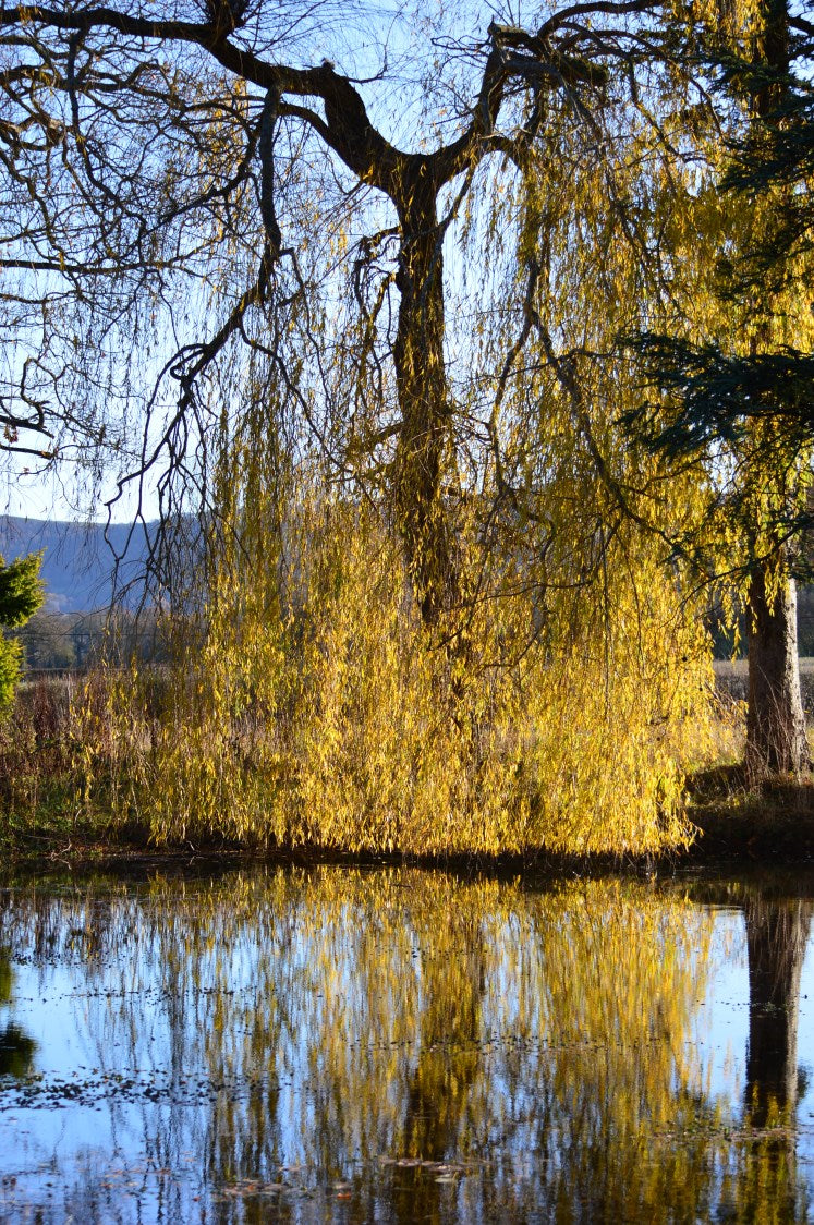 Willow over the pond
