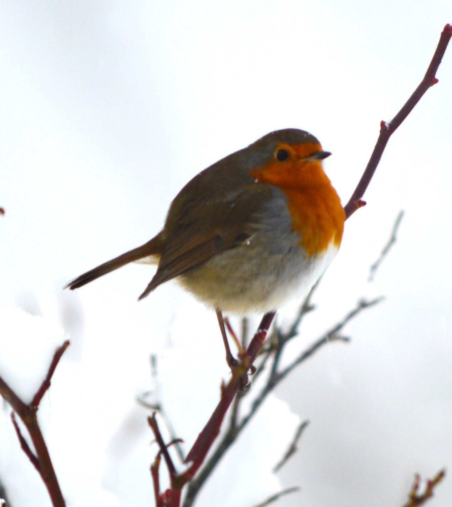 Robin in the snow