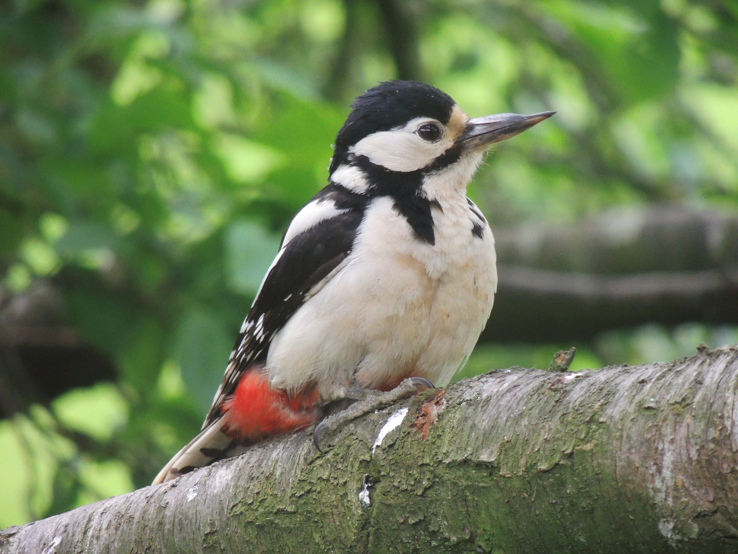 Woodpecker