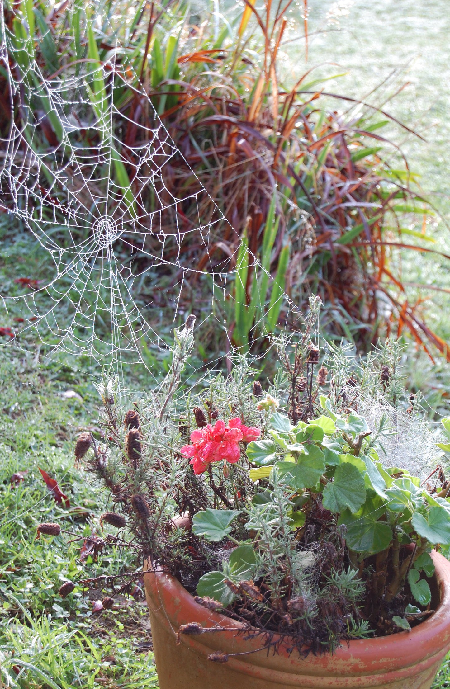 Cobwebs #4