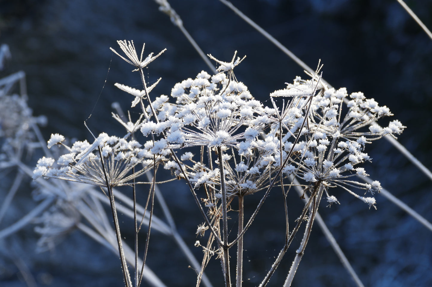 Frost & Snow #2