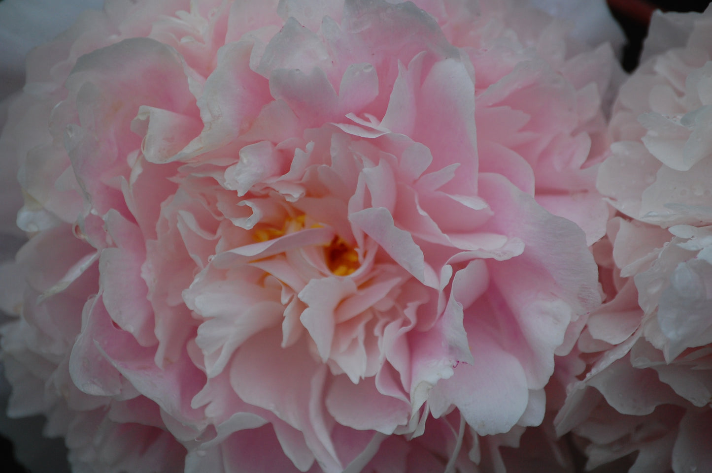Peony #2