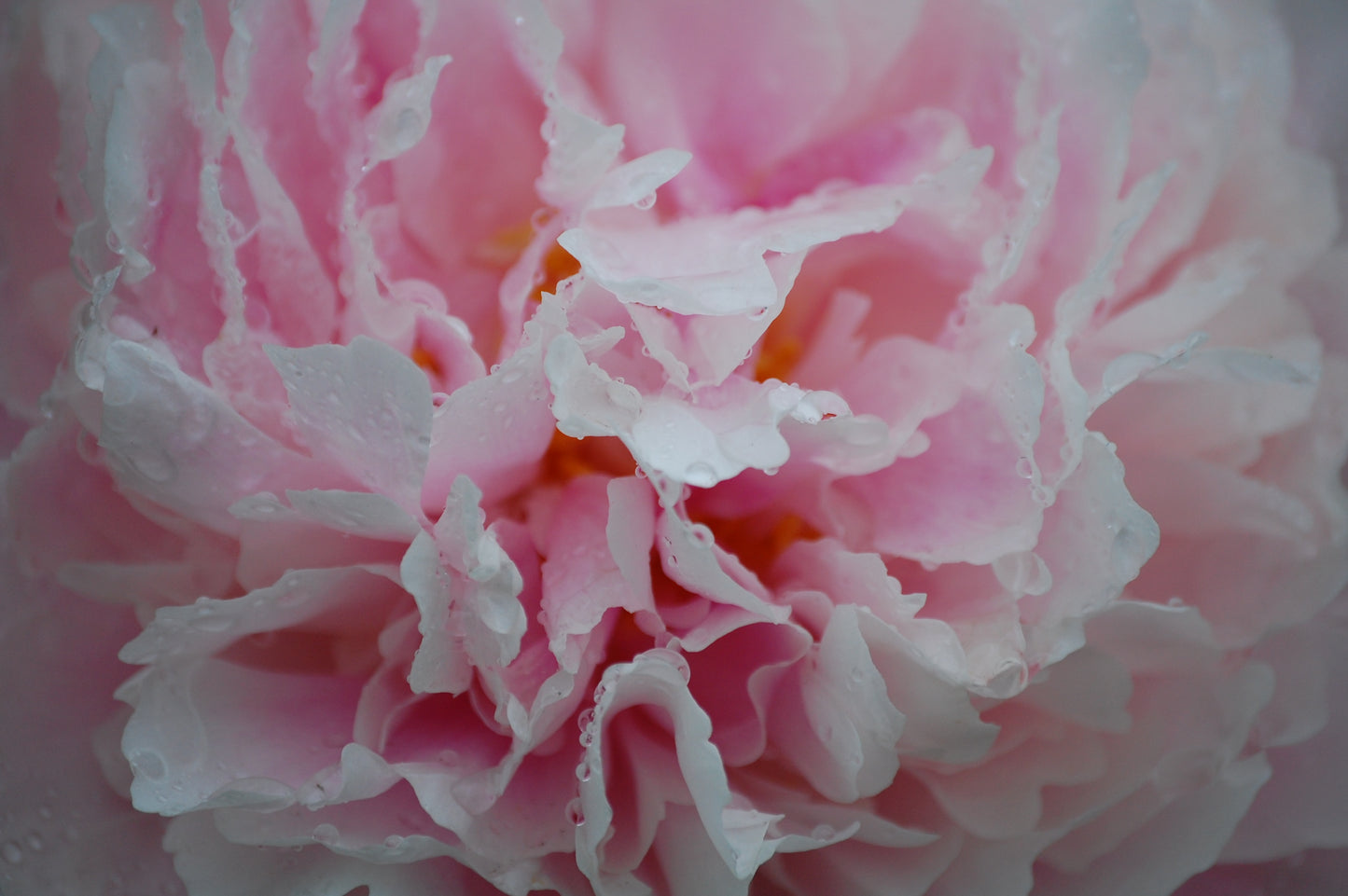Peony #3