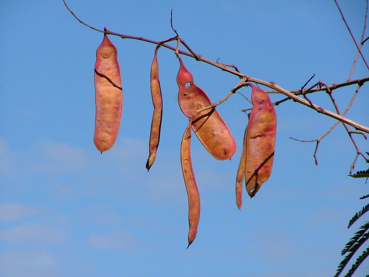 Tree seeds
