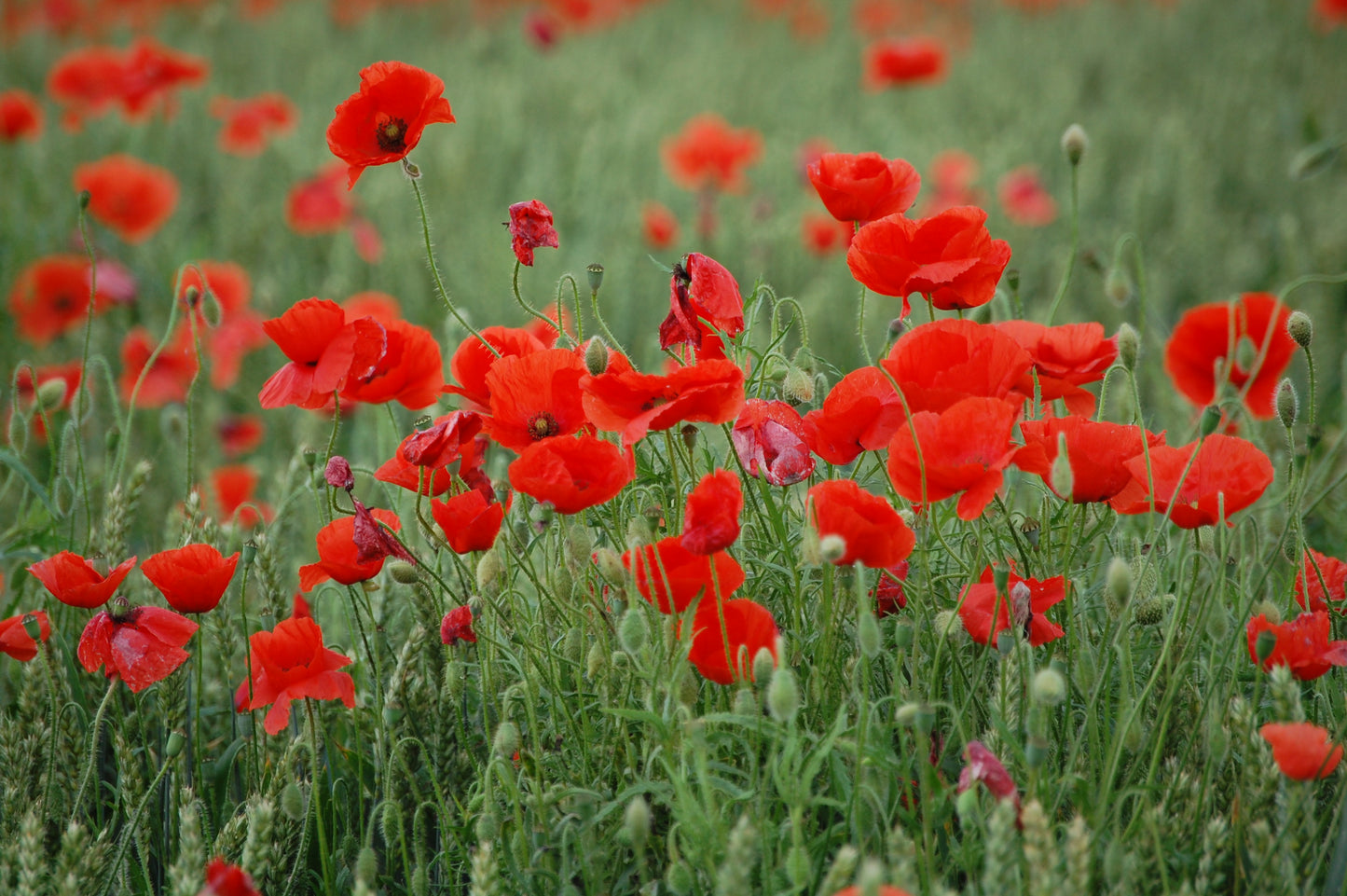 Poppies field #2