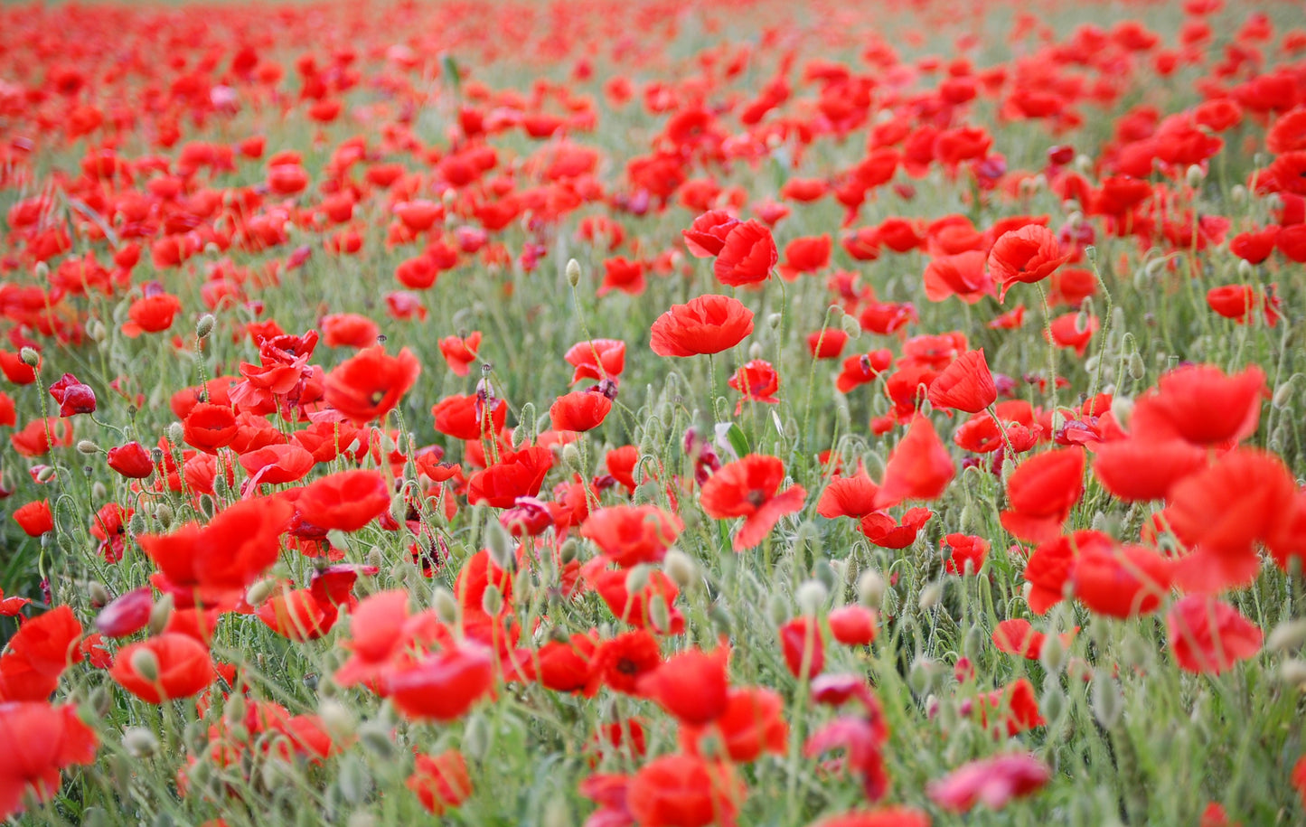 Poppies field #3