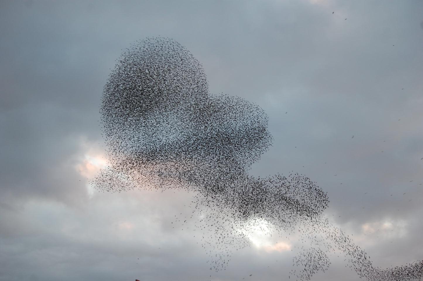 Murmuration #2