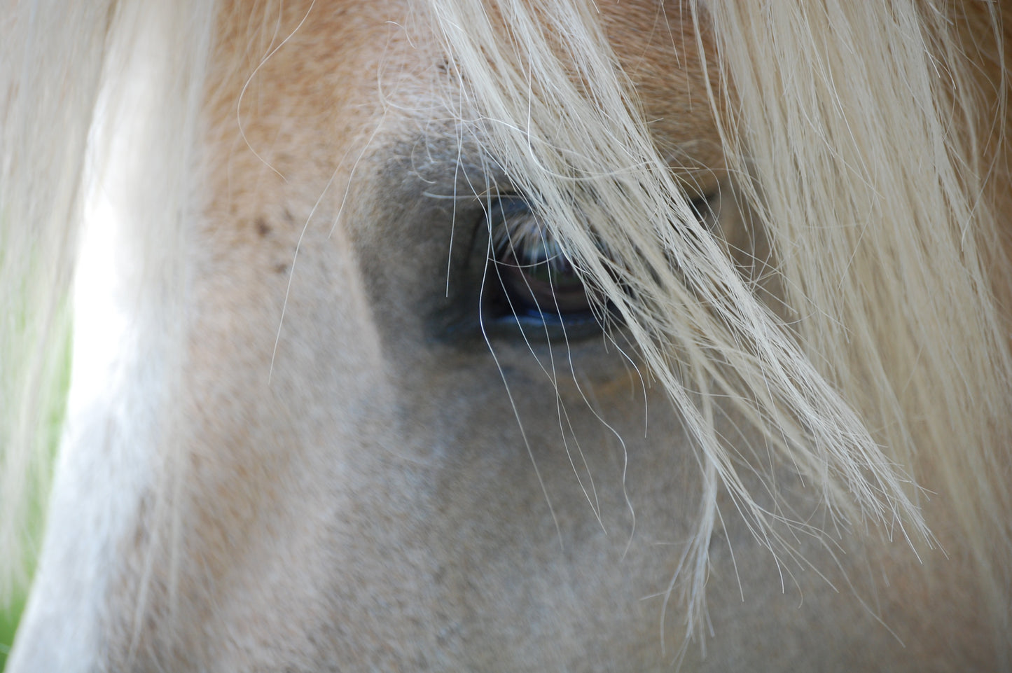 Horse / Close-up #1