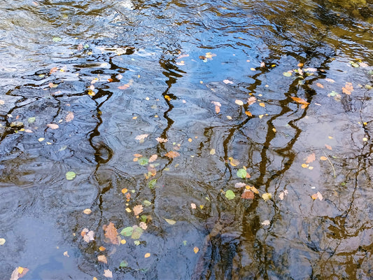Leaves on water