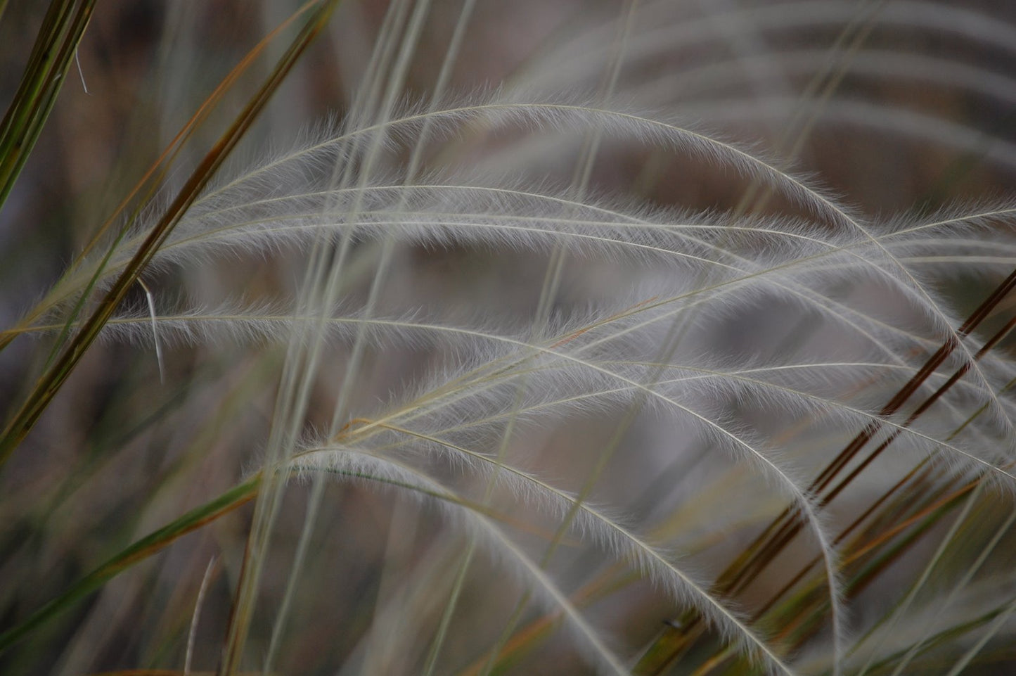Grasses #4