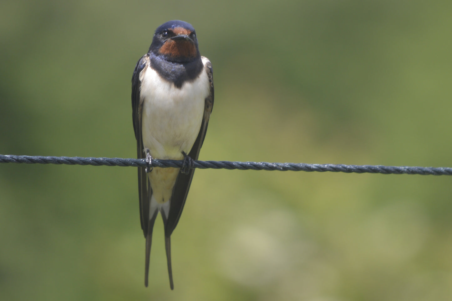 Swallow