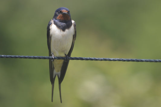 Swallow