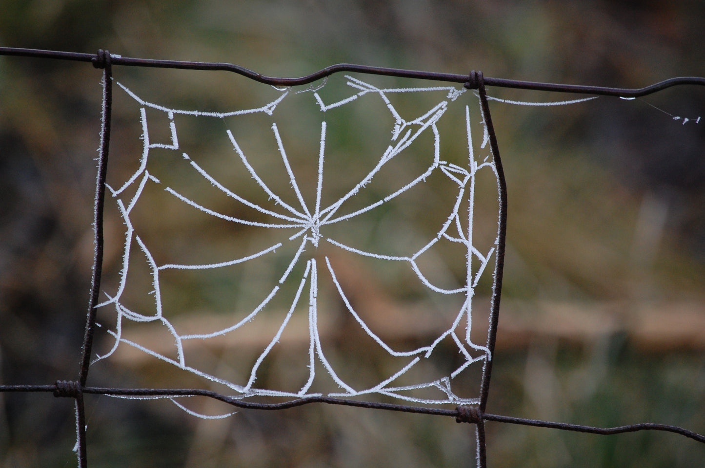 Cobwebs #2