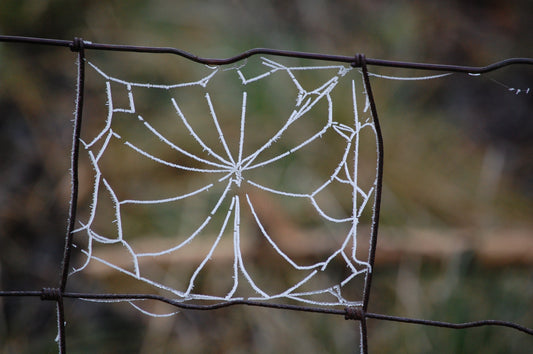 Cobwebs #2