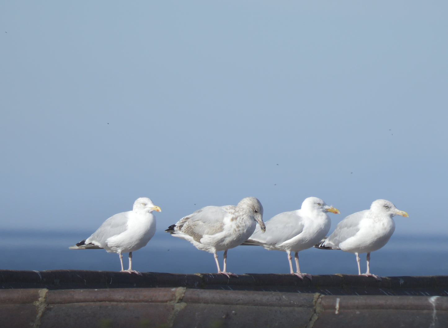 Four gulls