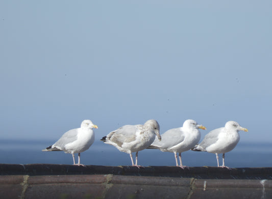Four gulls