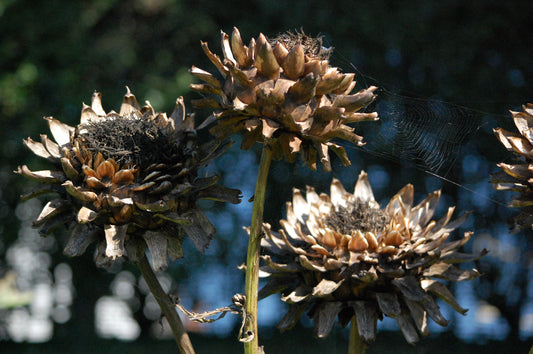 Dried Plants