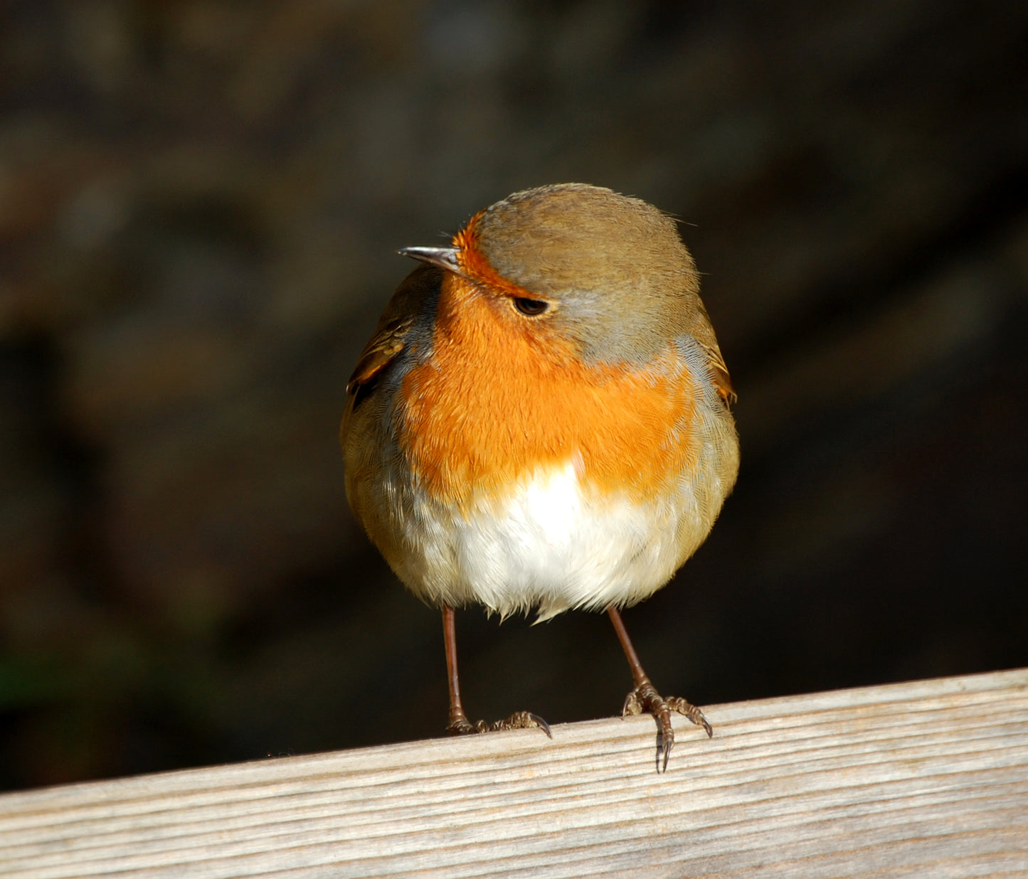 Robin #2