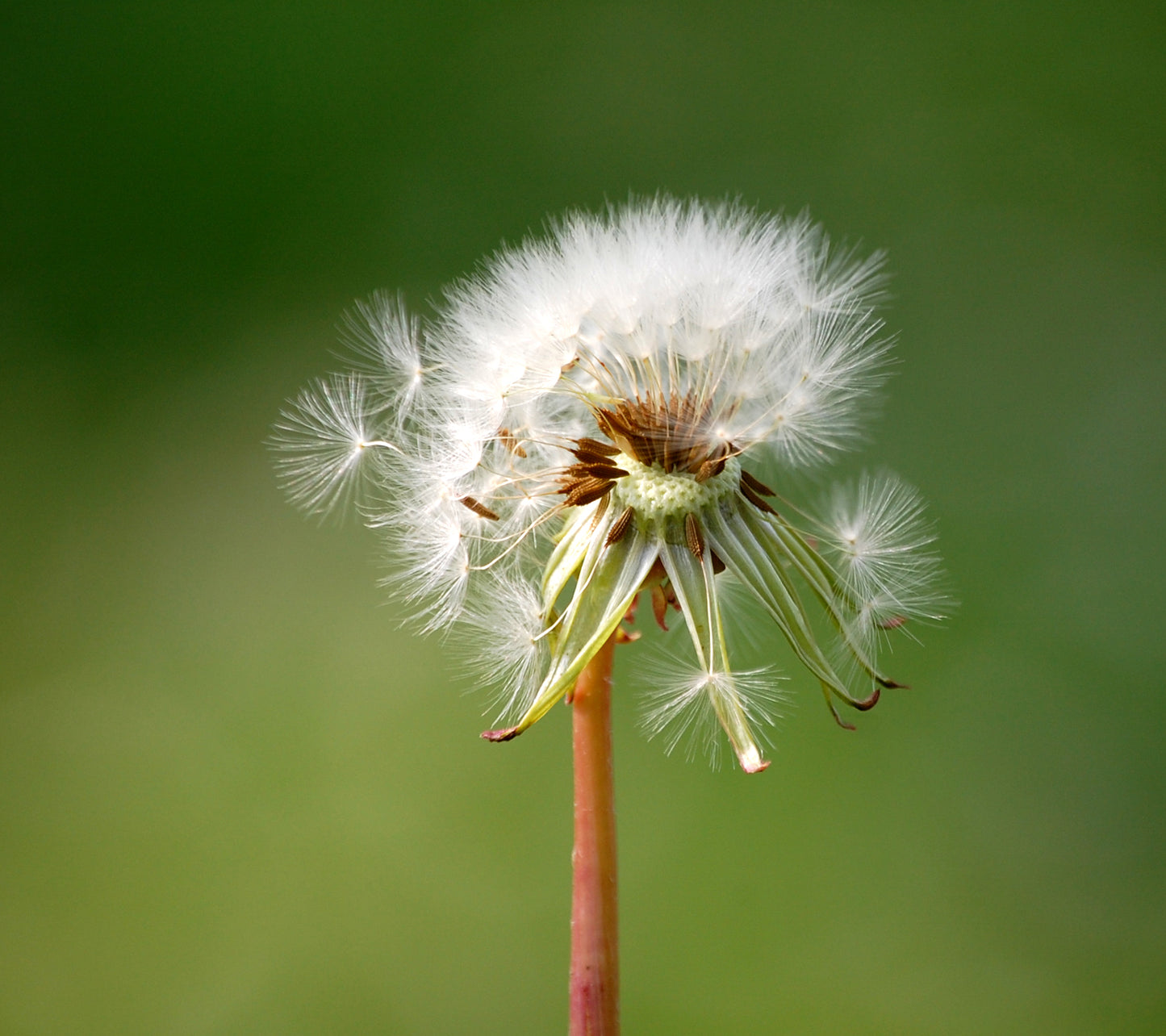 Dandelion #2