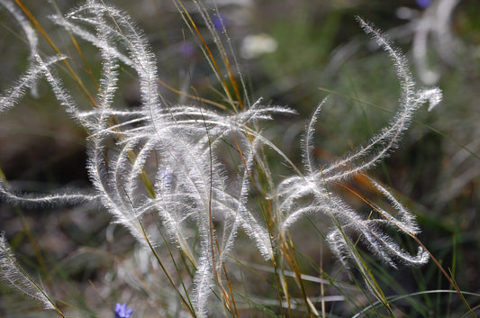 Grasses #2
