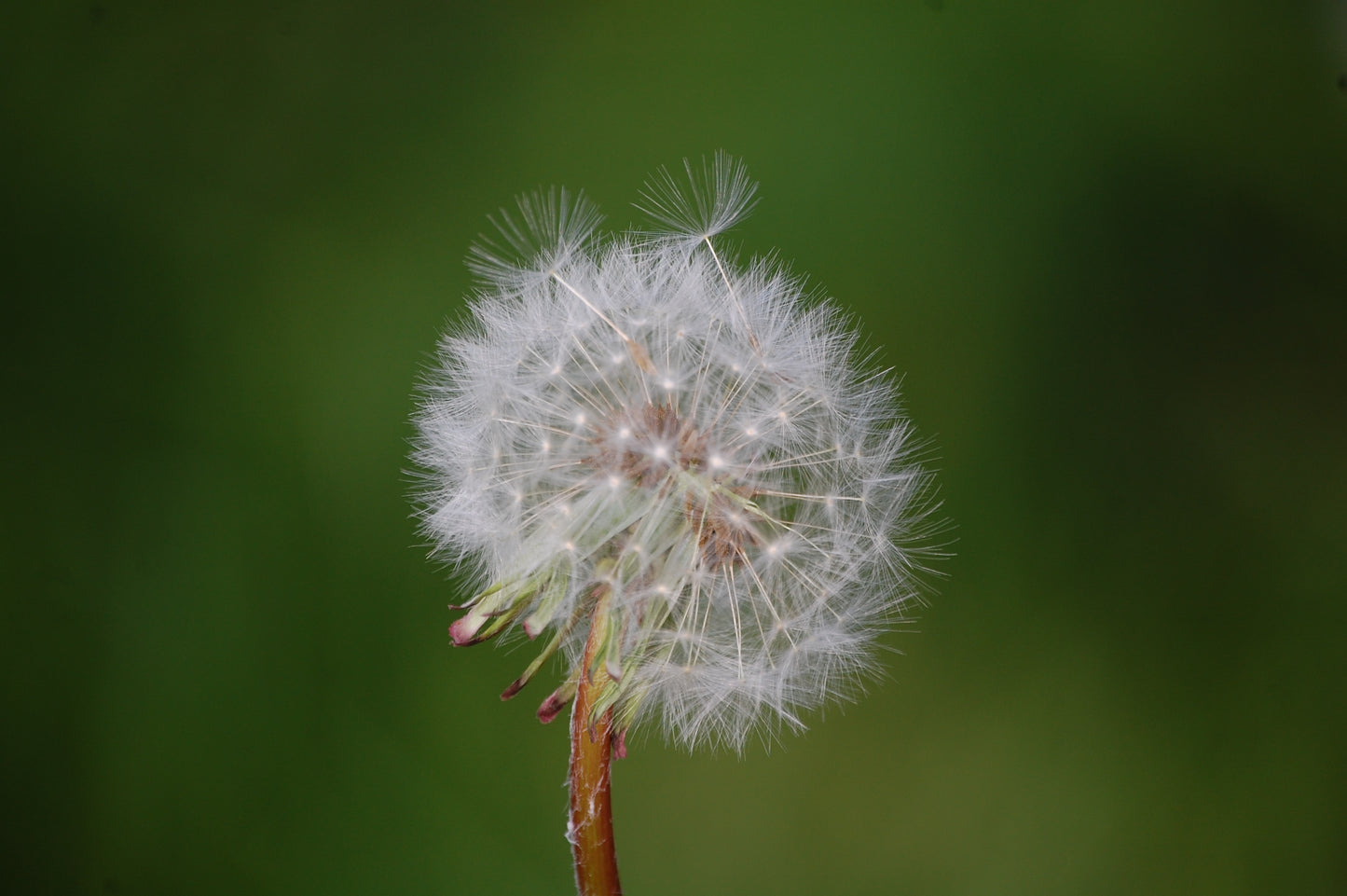 Dandelion #1