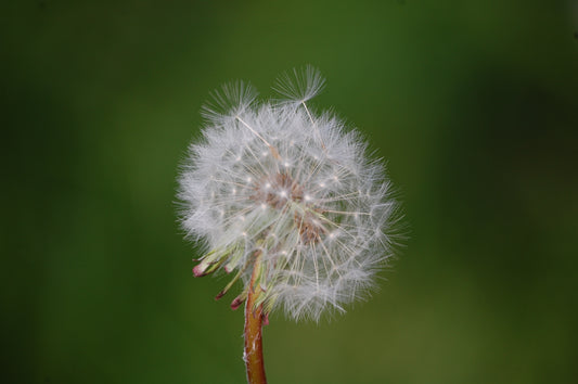 Dandelion #1