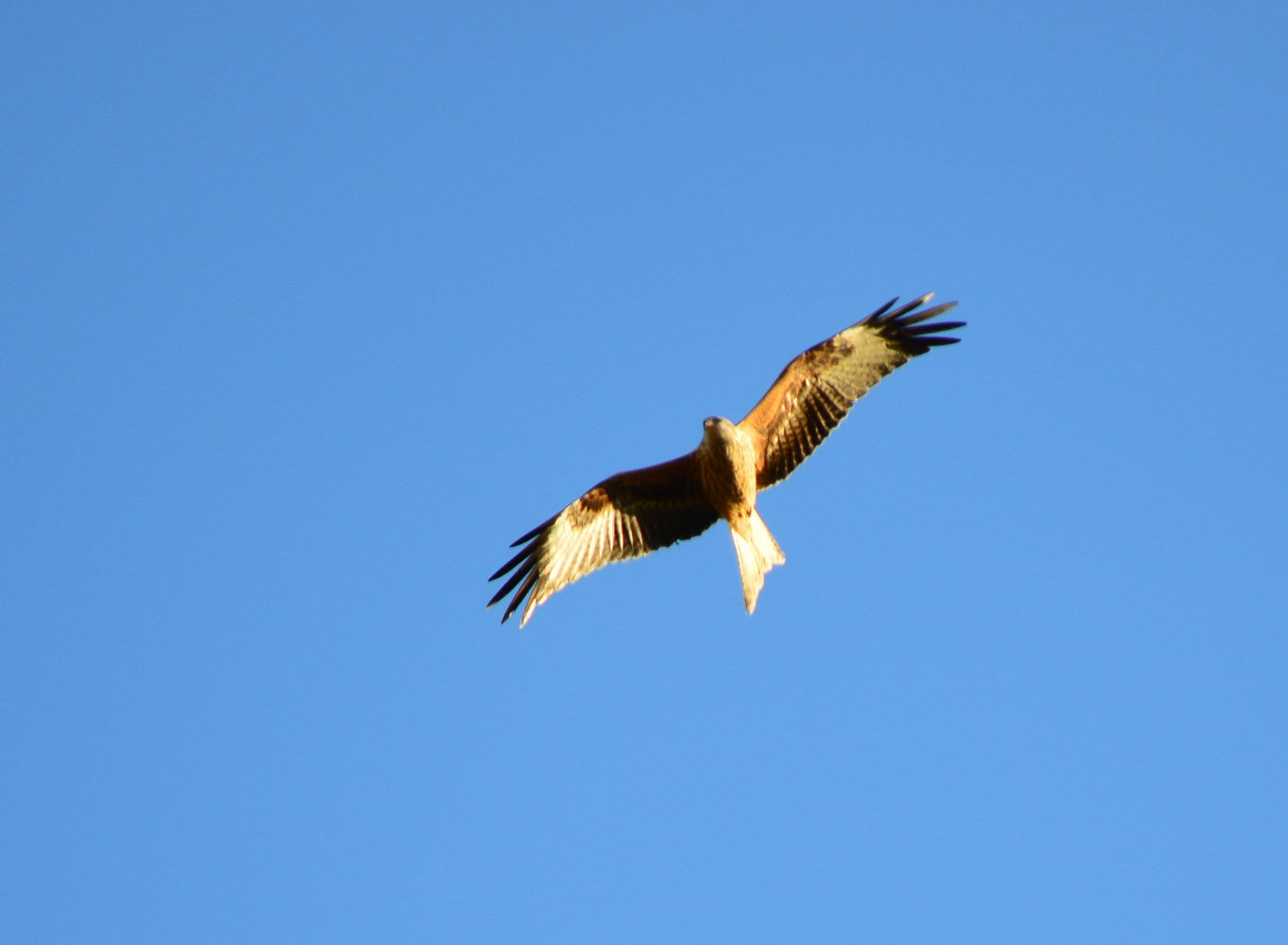Red Kite #3
