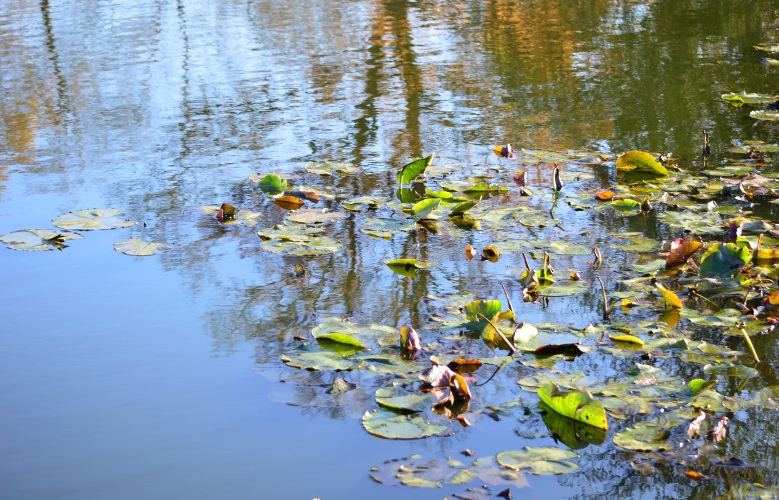 Lillies in the pond #1