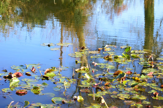 Lillies in the pond #2