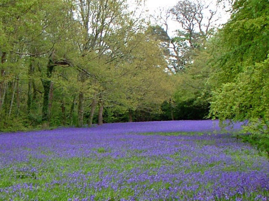 Bluebells #1