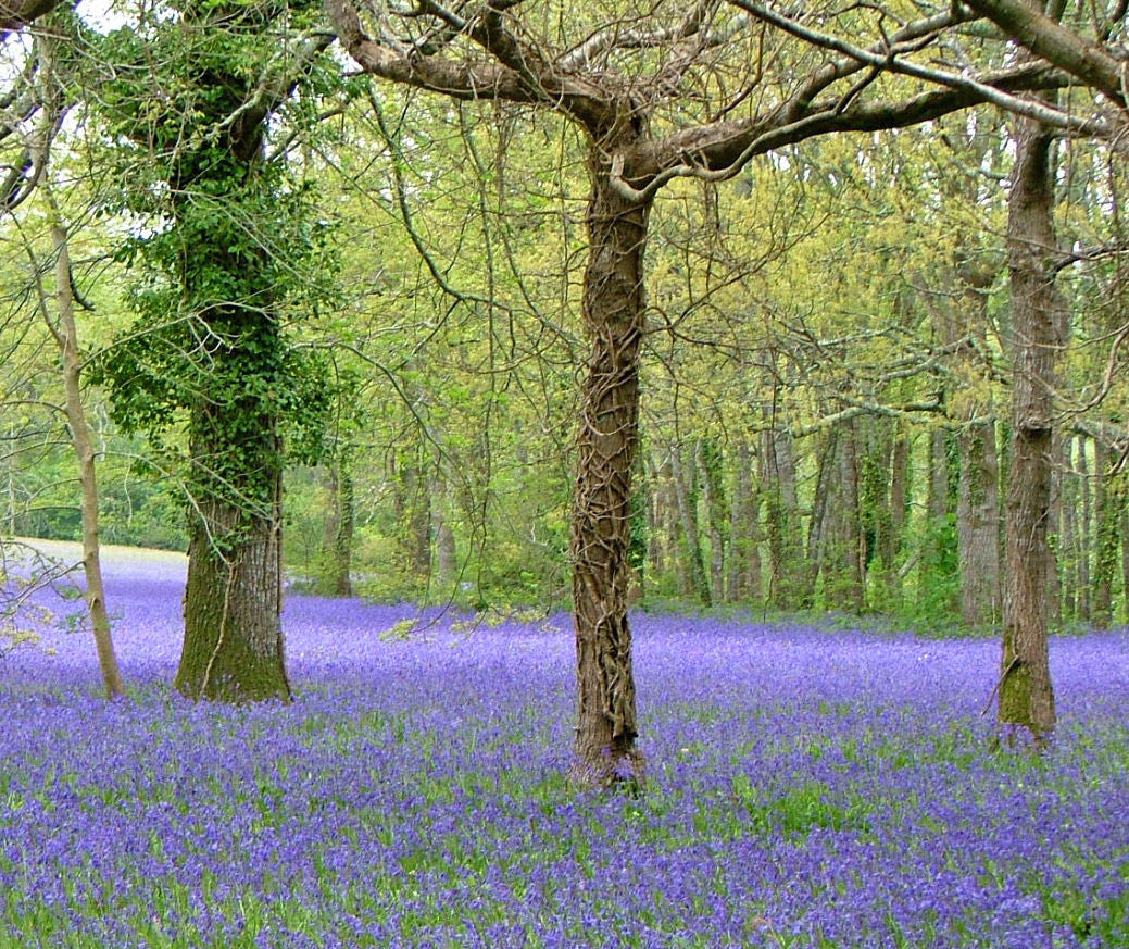 Bluebells #4