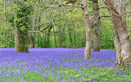 Bluebells #2