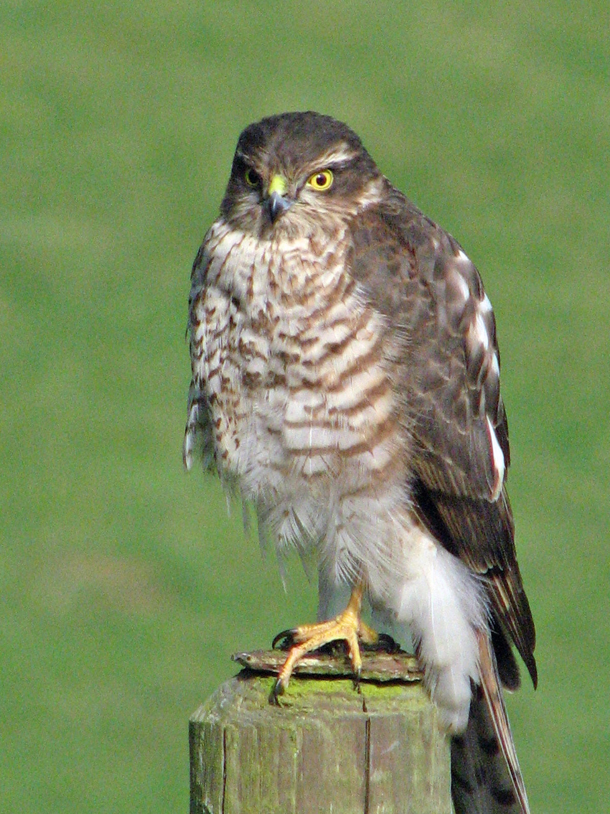 Sparrowhawk