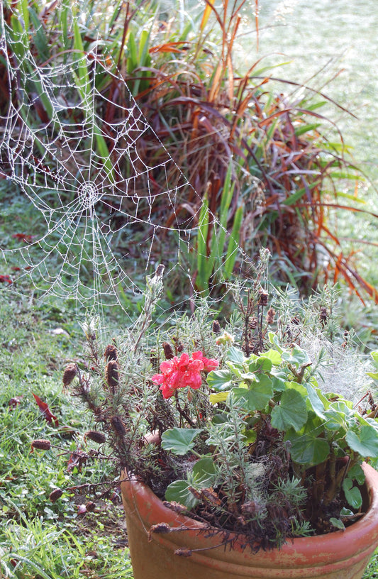 Cobwebs #4