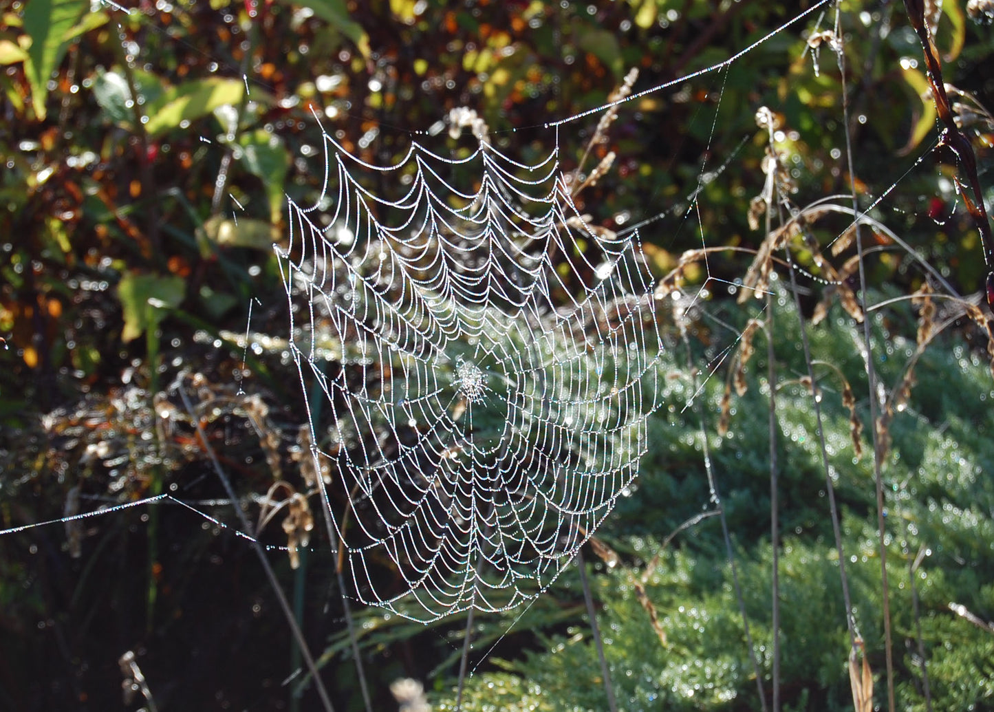 Cobwebs #5