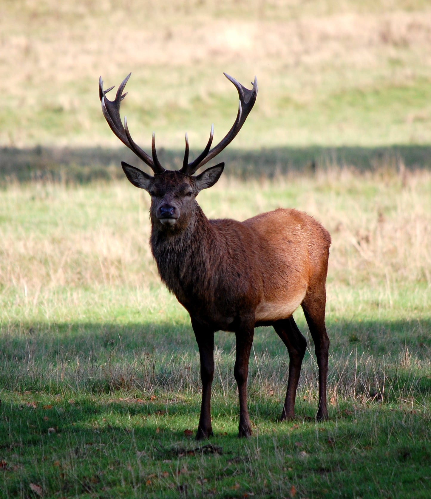 Stag