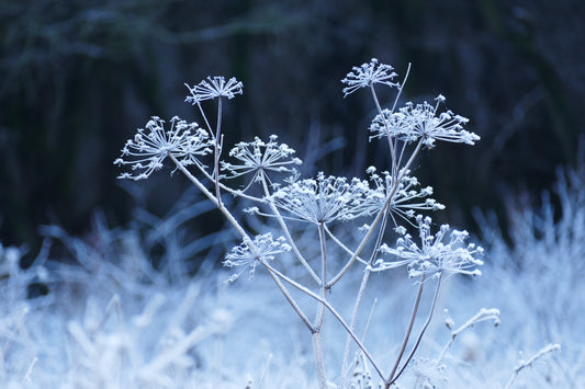 Frost & Snow #3