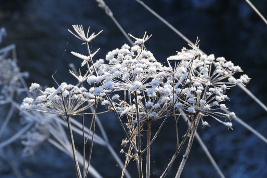 Frost & Snow #2