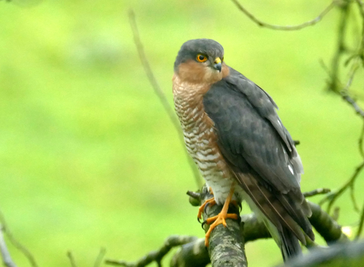 Sparrowhawk #2