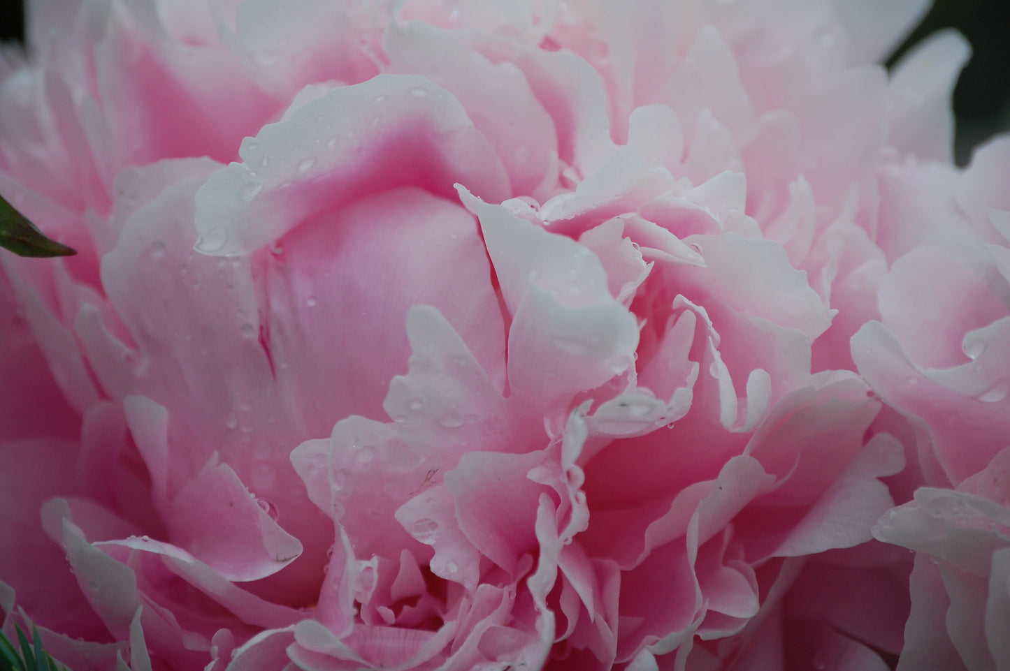 Peony #4