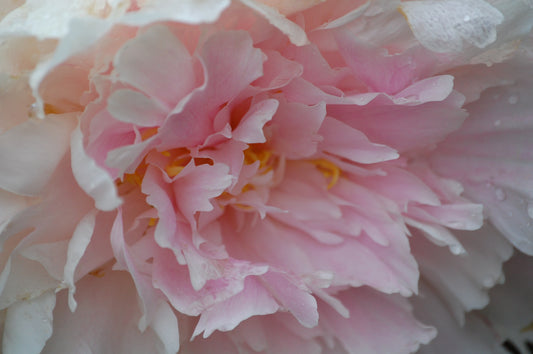 Peony #1