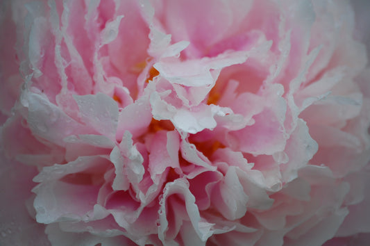 Peony #3